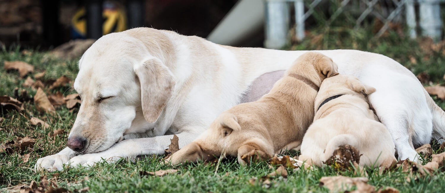 mother dog with puppies