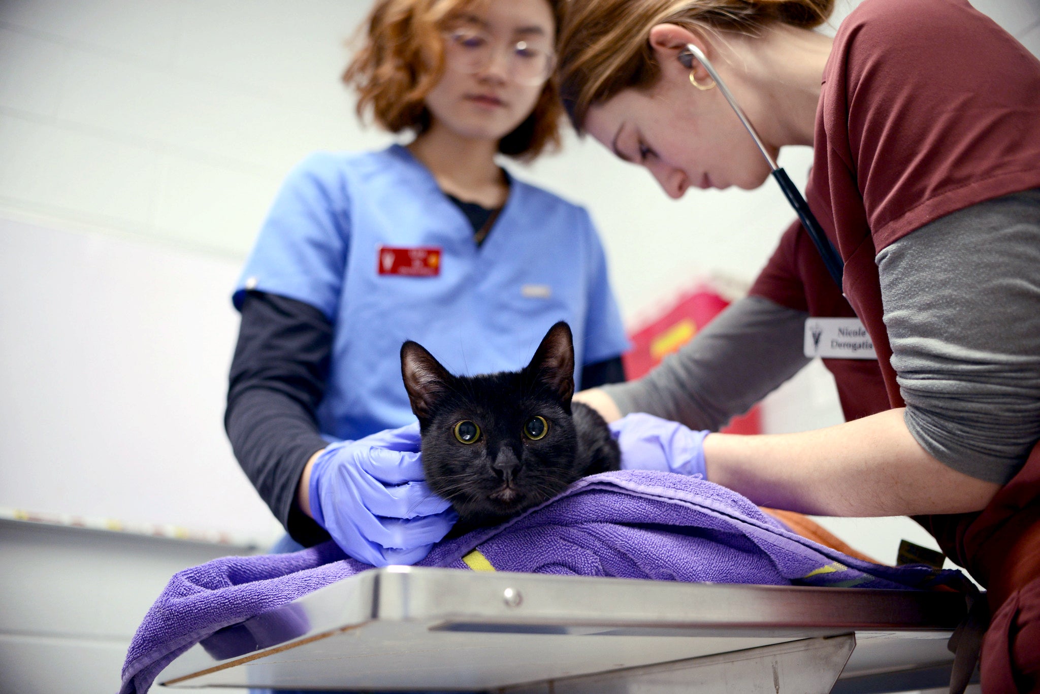 cat receiving treatment