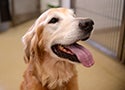 A golden retriever with its mouth open.