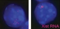 NK Cells