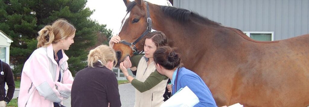 Veterinarians holding a horses tongue.