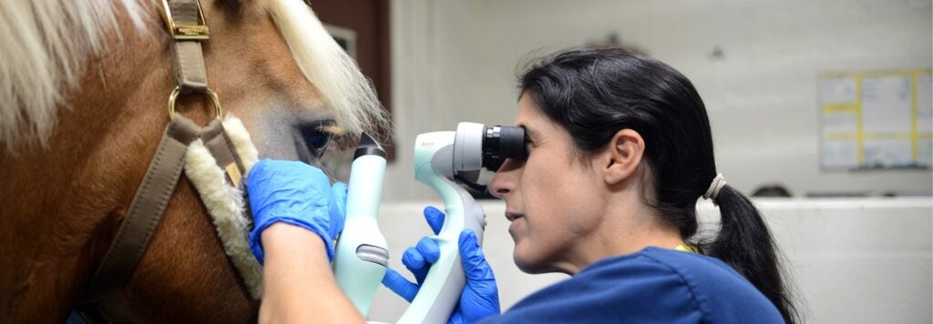 A person looking at a horses eye.