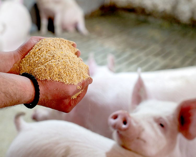 feeding swine
