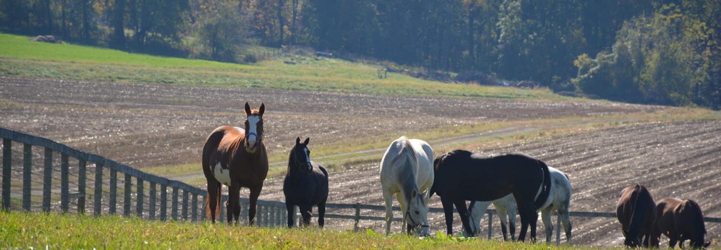 herd of horses in a field