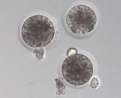 orse embryos seven days after fertilization using ICSI.