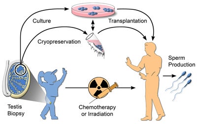 Male germline stem cell preservation