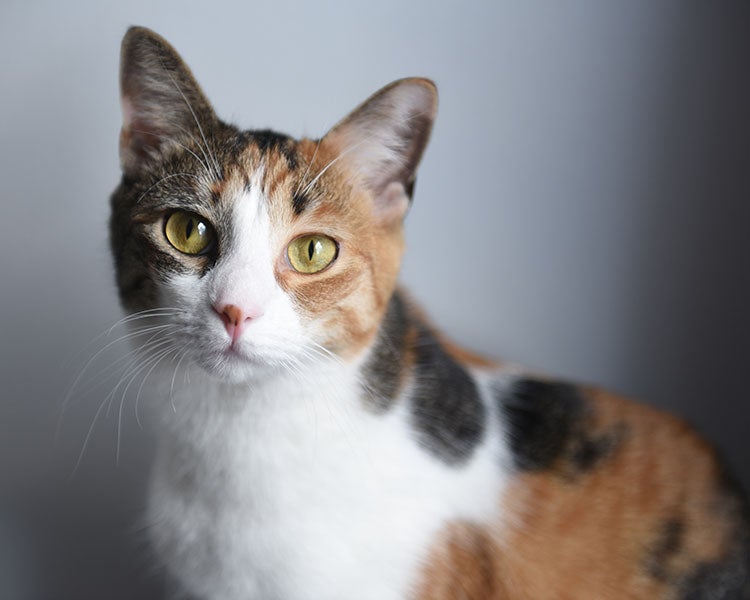Calico Cat