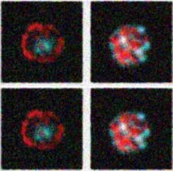 Cd8 T Cells Hunter Lab
