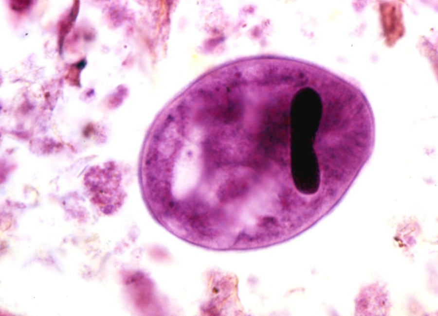 virus are researched at the Comparative Pathology Core