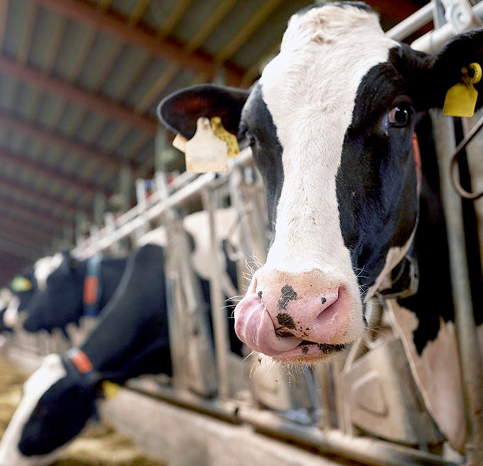 dairy cow