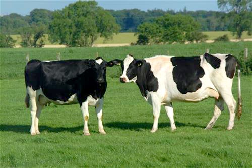 dairy cows at new bolton center