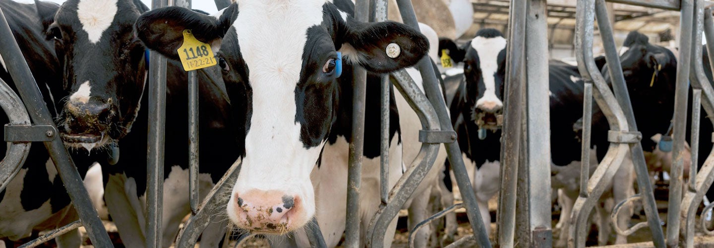 Dairy Cows