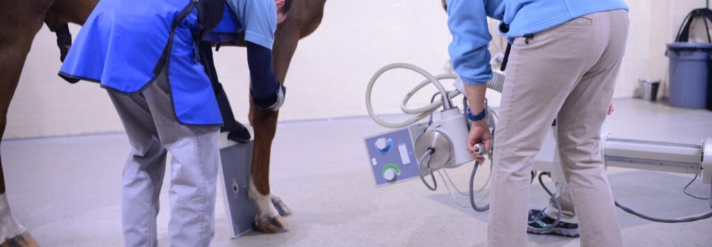 People performing an X-ray on a horse hoof.