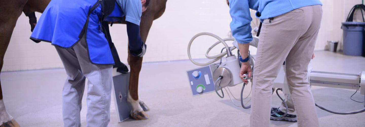 People performing an X-ray on a horse hoof.