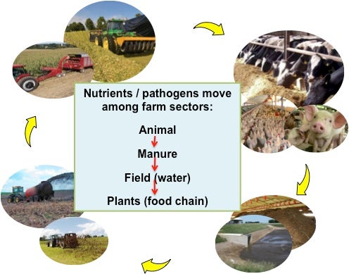 diagram showing how nutrients and pathogens move among farm sectors: from animal to manure to field (water) to plants (food chain)