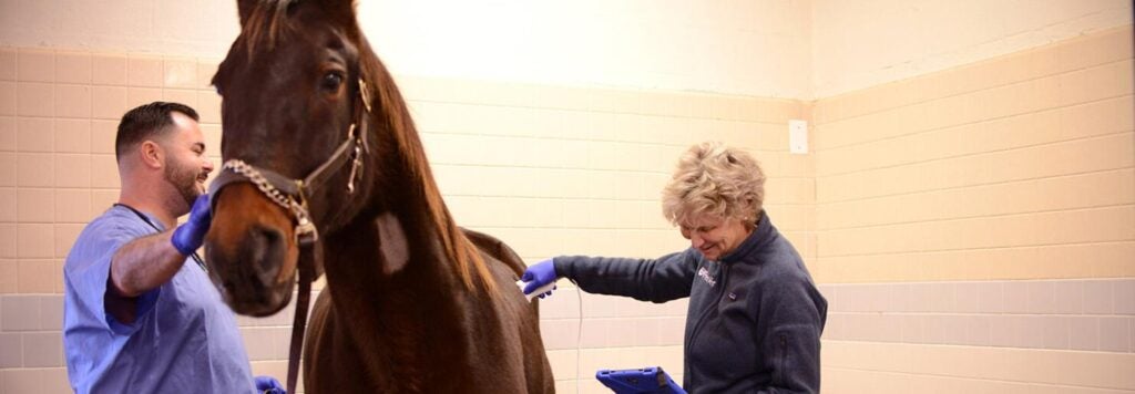 Two people examining a horse.