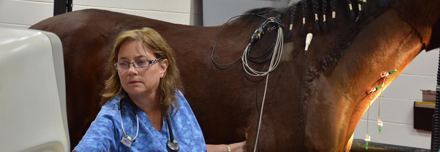 horse receiving cardiology care