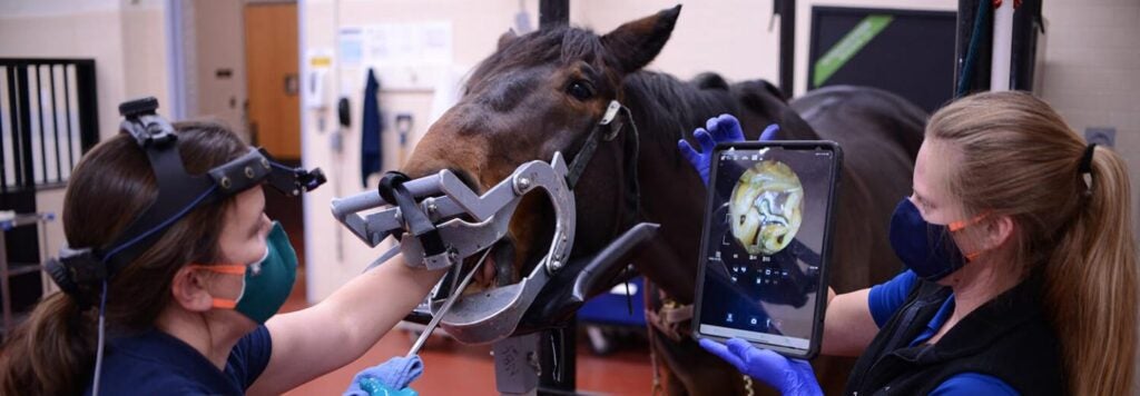 A horse having its teeth examined