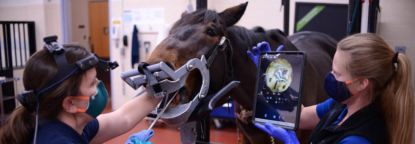 Equine dentistry exam