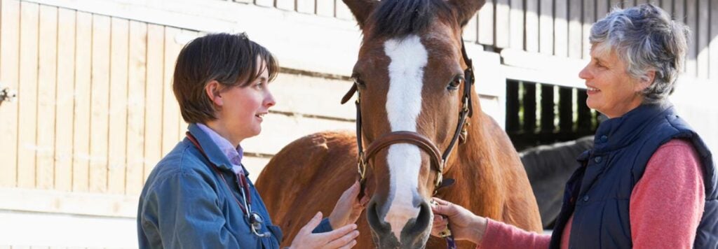 Two people standing in front of a horse, talking to one another.