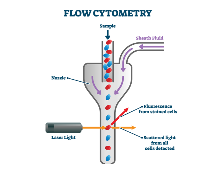 Flow Cytometry diagram