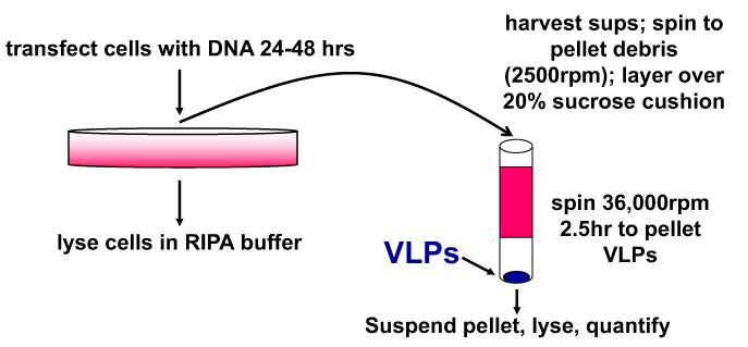 Protocol for Virus-Like Particle (VLP) budding assay.
