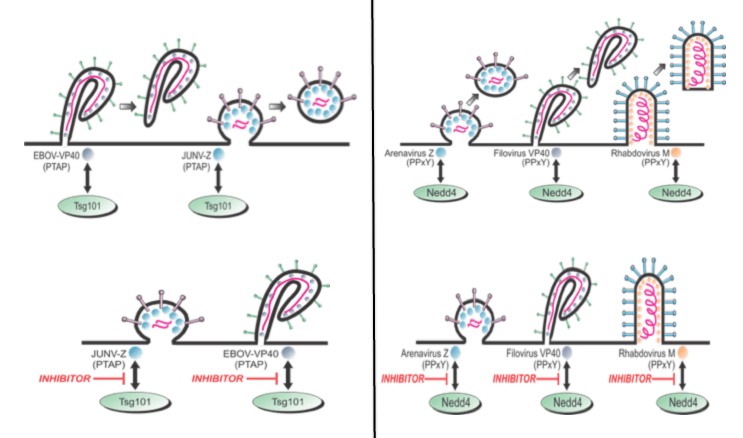 Virus Budding Inhibitors Targeting L-Domain/Host Interactions