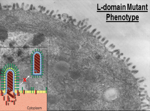 A cartoon diagram depicting the block in L-domain mediated virion egress.