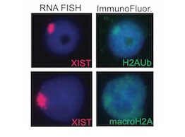 Human Activated T Cells
