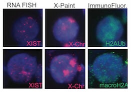 Human Naive T Cells