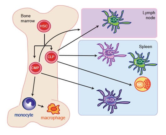 Immune Cells Illustration