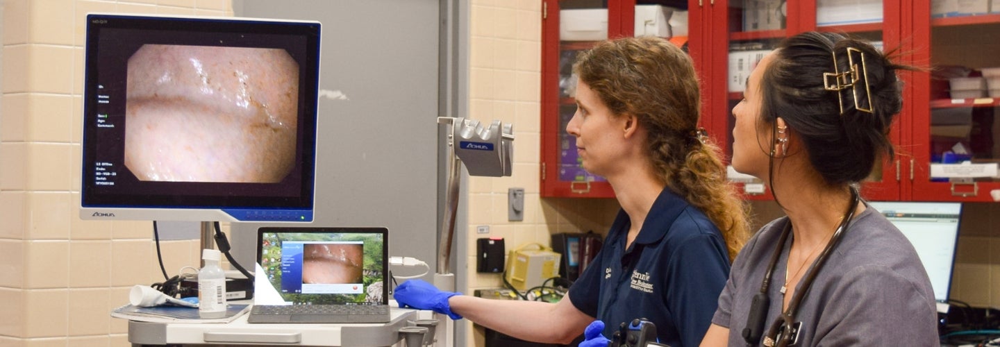 Two people in scrubs examining a horse with a red cabinet behind them.