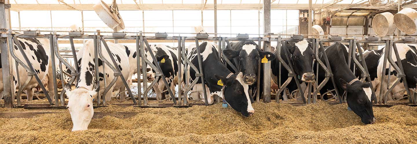 Marshak Dairy Cows