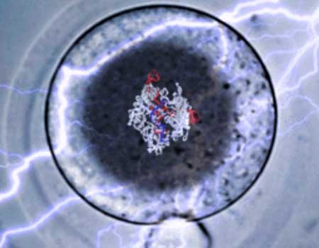Modzelewski Lab