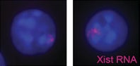 Monocytes