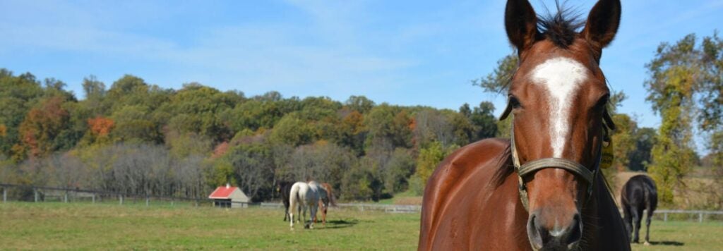 A horse standing in a field.