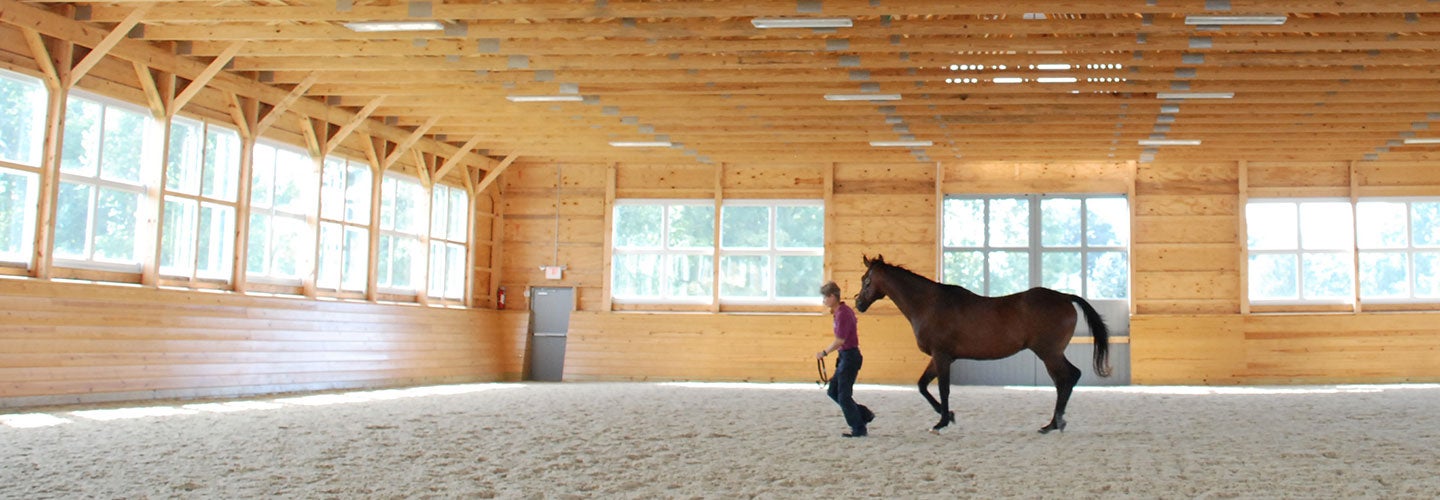 horse sports medicine patient
