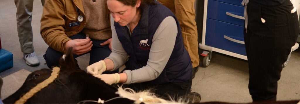 People helping a horse in a clinical setting