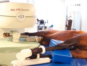 Horse getting an MRI