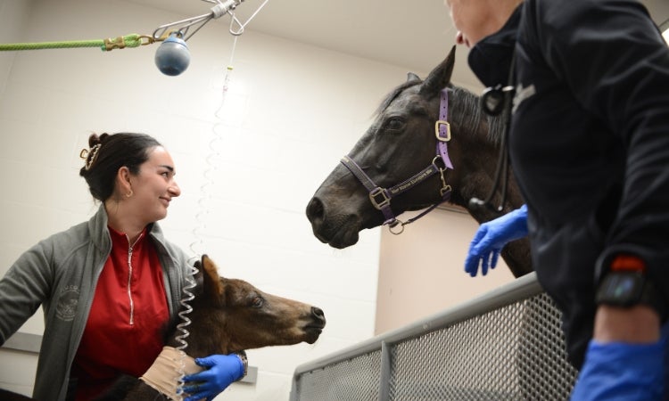 Two people in blue gloves are tending to two horses, one a foal wrapped in bandages.