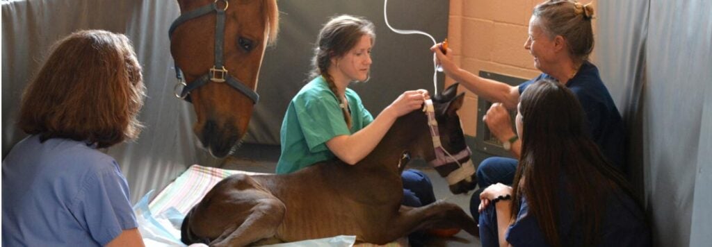 A foal laying down and being taken care of.