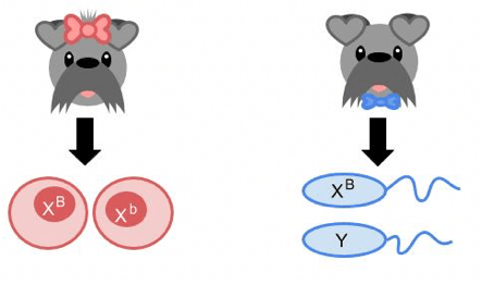 PennGen Gametes Graphic