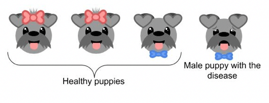 Penngen Genetic Disease Puppies Graphic