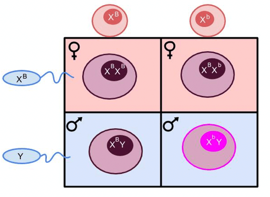 Penngen Punnett Square Graphic