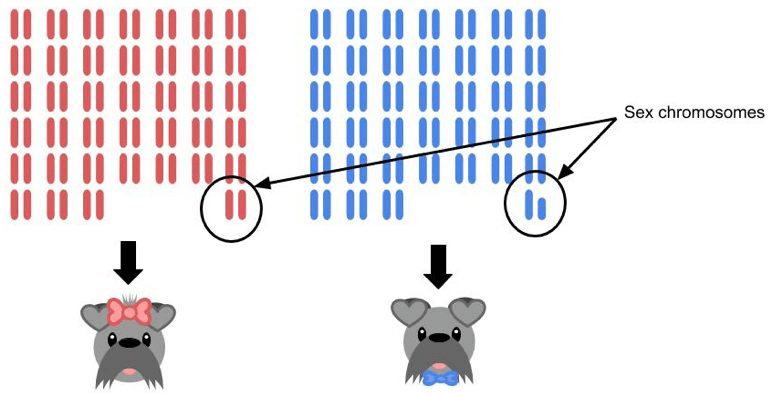 Penngen Sex Chromosomes Graphic