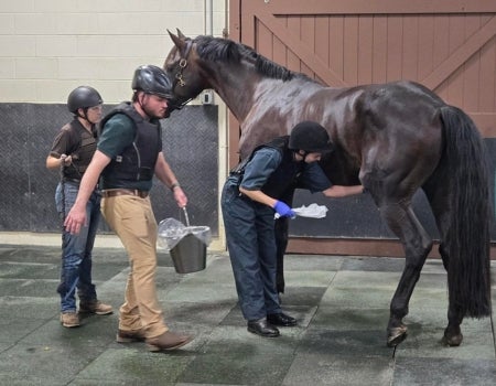 People are standing around a horse
