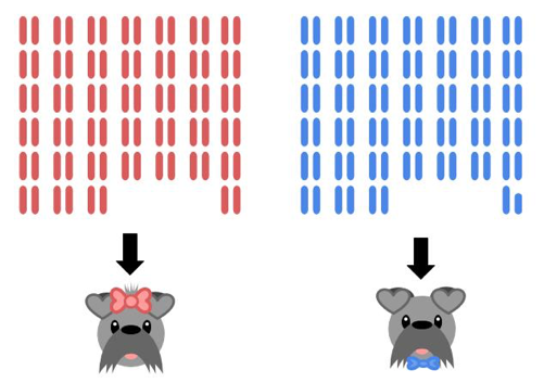 Punnett Chromosomes
