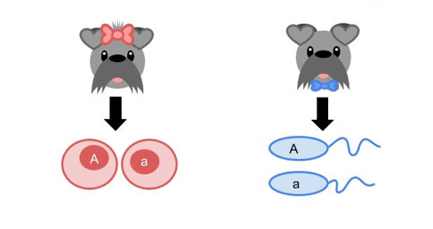 Punnett Square Gametes