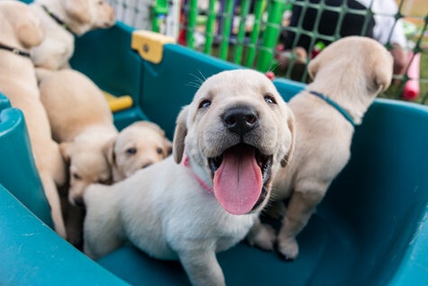 Puppies At WDC