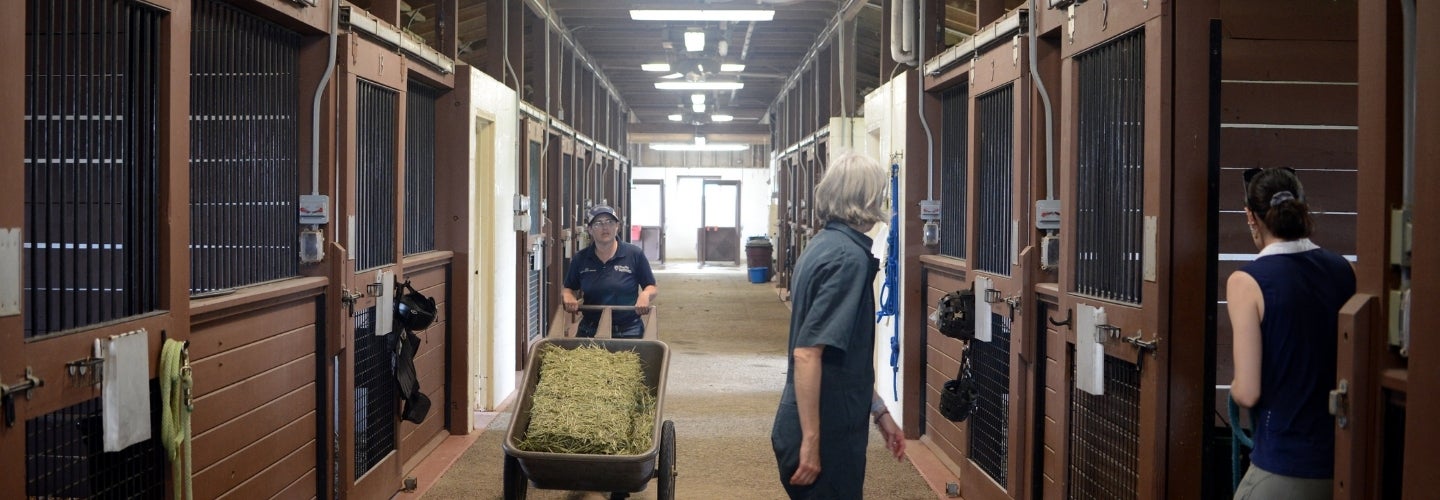 herd of horses in a field
